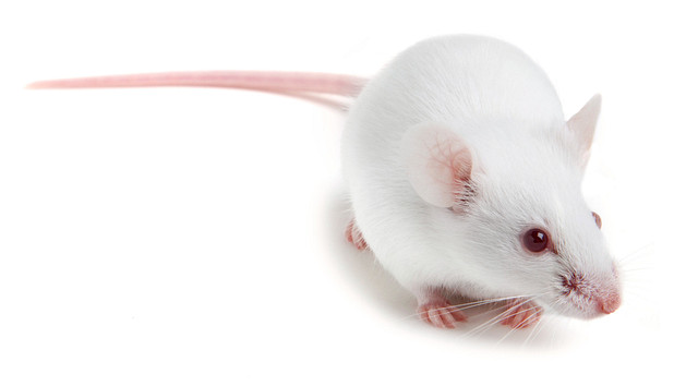 Balb-c Mice (İmmün Kompetan)