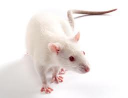 Sprague Dawley Rat