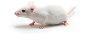 Balb-c Mice