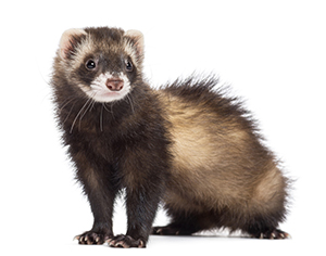 Gelincik (Ferret)