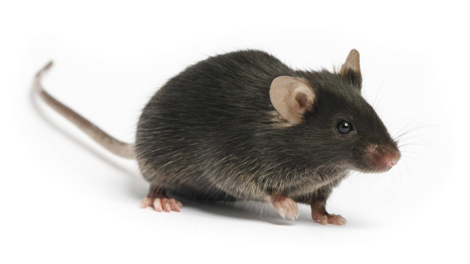 C57bl6 Mice (İmmün Kompetan)