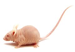 Nude CD 1 Mice